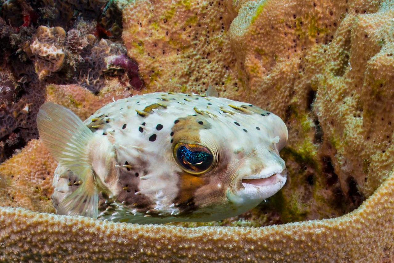 Den Laman - Balloonfish Playa Dış mekan fotoğraf