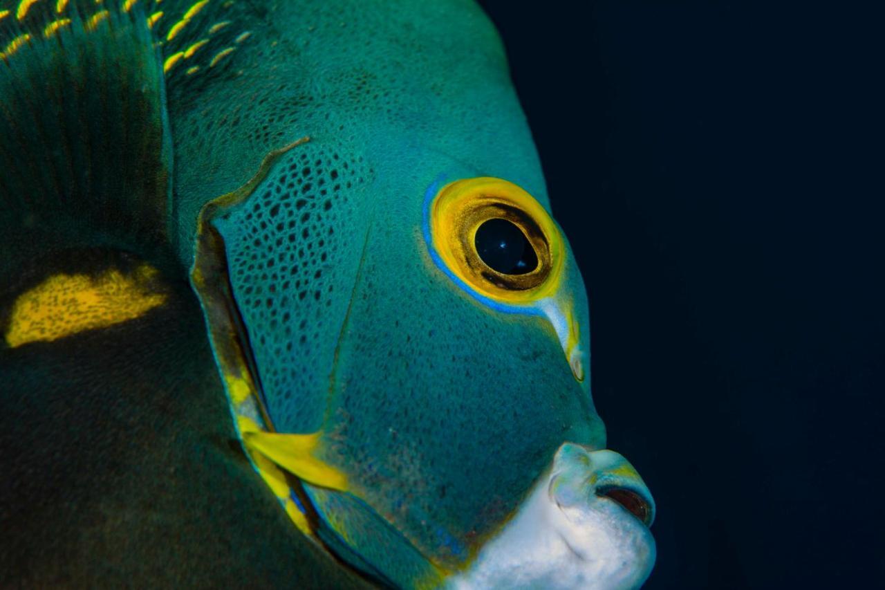 Den Laman - Balloonfish Playa Dış mekan fotoğraf